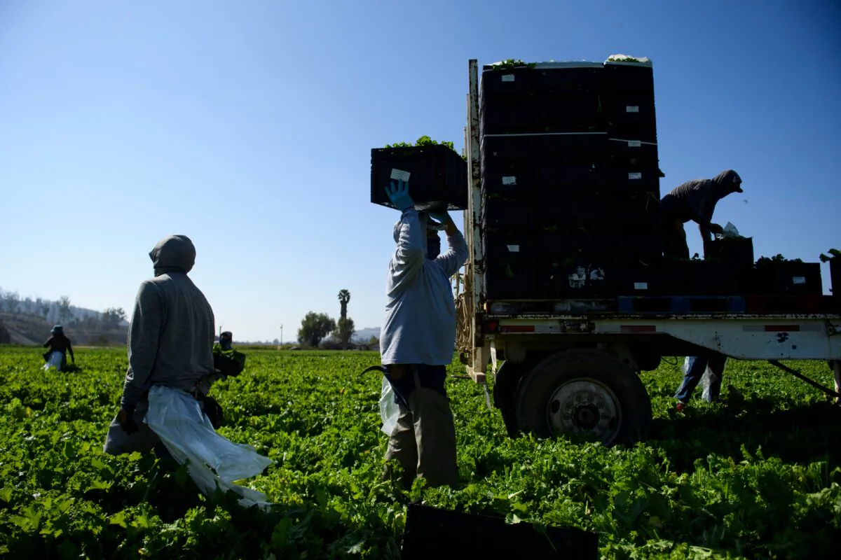Farmworkers wear face masks as they carry boxes of harvested curly mustard in a field in Ventura County, Calif., on Feb. 10, 2021. (Patrick T. Fallon/AFP via Getty Images)
