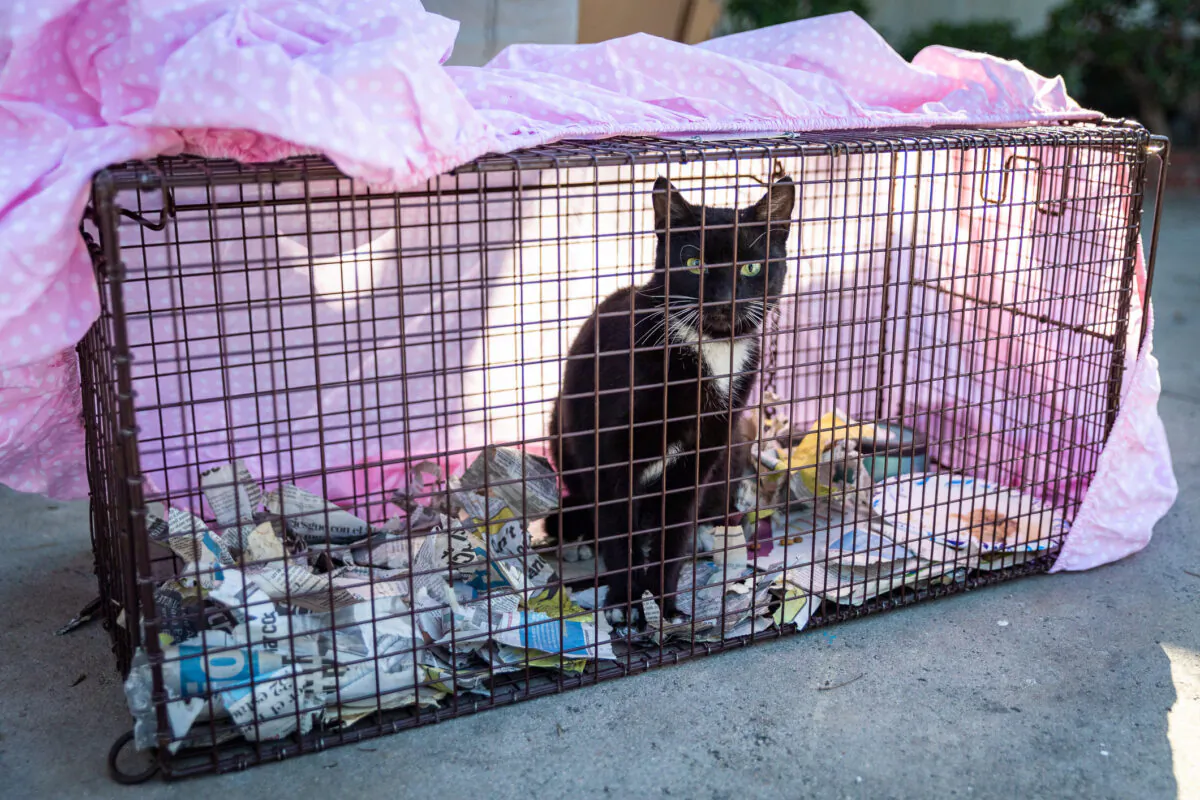 A feral cat sits in a cat trap in Garden Grove, Calif., on Feb. 19, 2021. (John Fredricks/The Epoch Times)