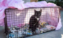 200 Cats, 46 Of Them Dead, Found in Northern California Home