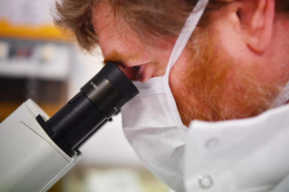 A scientist uses a microscope to look at cells containing the novel coronavirus SARS-CoV-2 at the Stabilitech laboratory in Burgess Hill south east England on May 15, 2020. (Ben Stansall/Getty Images)