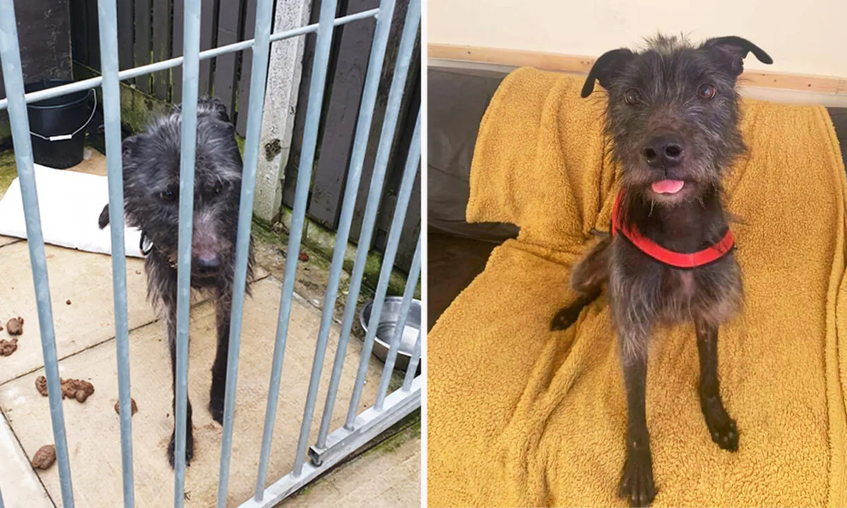 (Courtesy of RSPCA)