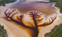 Photographer Captures Striking ‘Tree of Life’ in Aerial Images of Receding Lake: Video