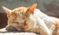 Cat’s Silent Heart Disease Causes Painful Hind Leg Paralysis