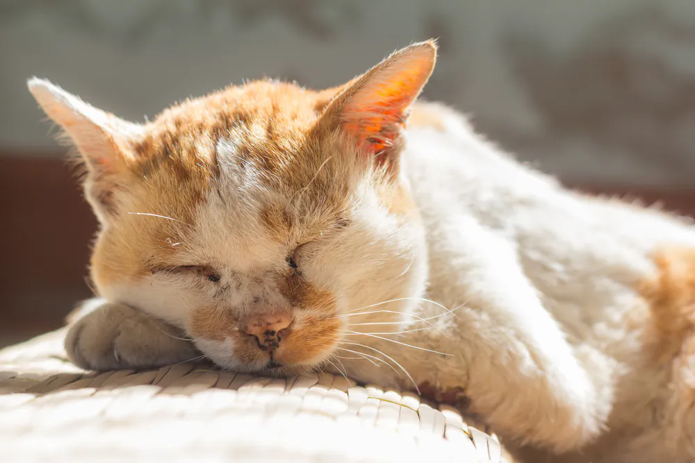 The prognosis is grave: Only a small percentage of cats with saddle thromboembolism survive.(Suphaksorn Thongwongboot/Shutterstock)