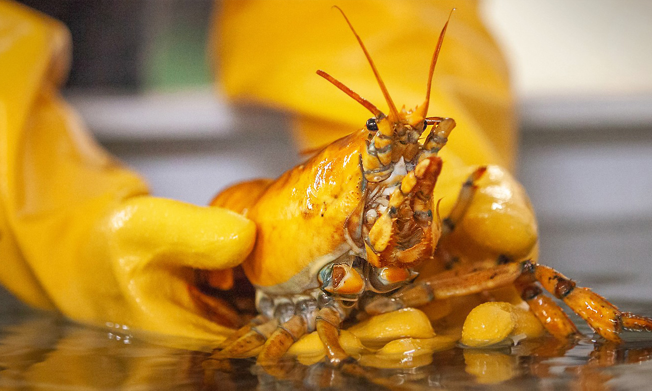 Lobsterman Catches Ultra-Rare Yellow Lobster, Dubbed 'Banana,' Deemed 1 in 30 Million Catch - Vimarsana News