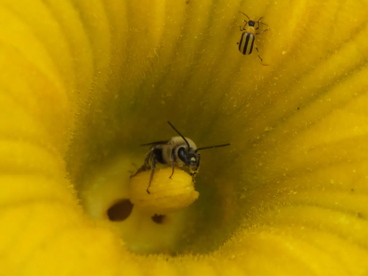 A male squash bee and a cucumber beetle in a squash flower. A popular insecticide on farms across Canada has been shown to have dire effects on ground-nesting bees, according to new research from the University of Guelph. (HO-Nigel Raine/The Canadian Press)