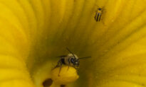 Insecticide Decimating Popular Pollinator, the Squash Bee, Ontario Research Suggests