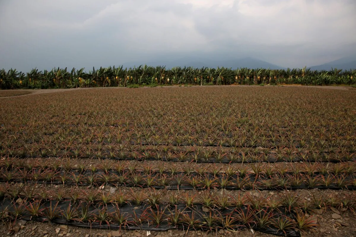 Pineapples are planted in a field in Pingtung, Taiwan April 27, 2016. (Tyrone Siu/Reuters File Photo)