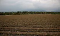 Taiwan Urges People to Eat More Pineapples After China Ban