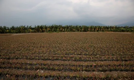 Taiwan Urges People to Eat More Pineapples After China Ban
