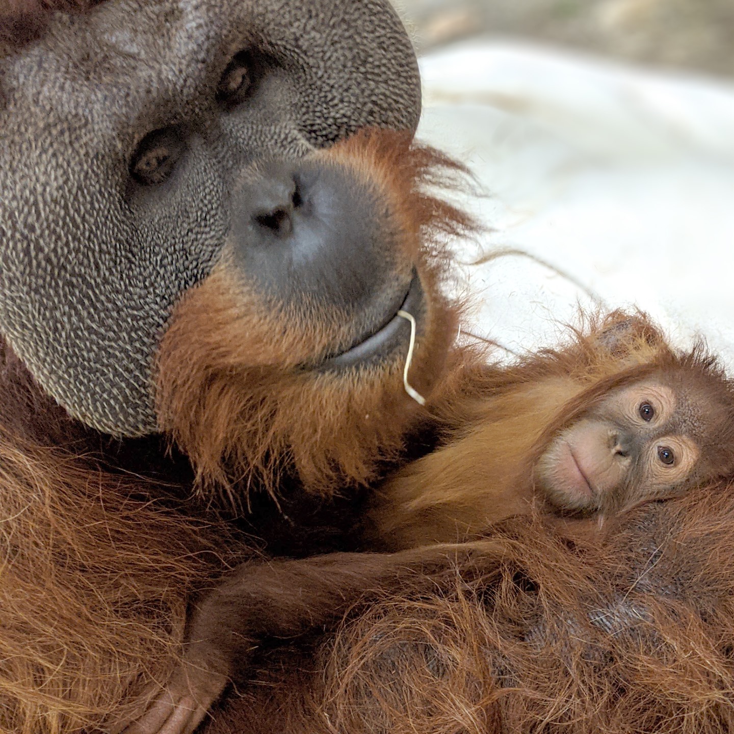 Extremely Rare': Male Orangutan Steps Up to Care for Daughter, 2, After Mom's Sudden Death