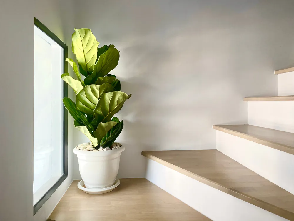 The fiddle leaf fig is a popular houseplant, despite its reputation for being a bit finicky. (Kowit Phatipreechakul/Shutterstock)
