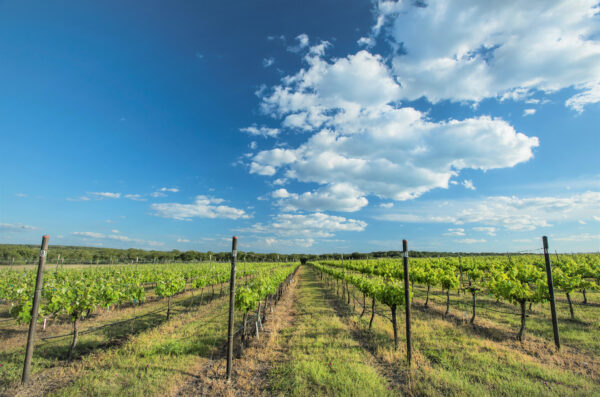 texas wine