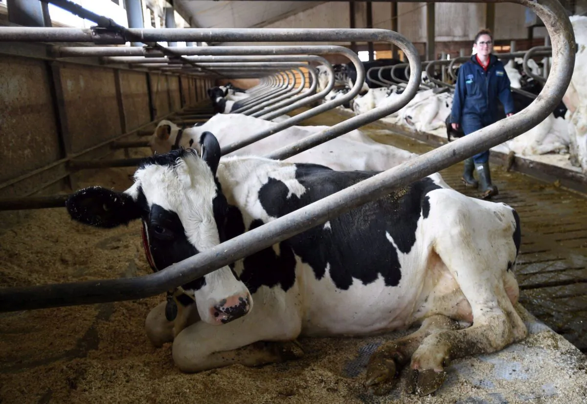 Dairy cows rest at a farm in Eastern Ontario in a file photo. (The Canadian Press/Sean Kilpatrick)