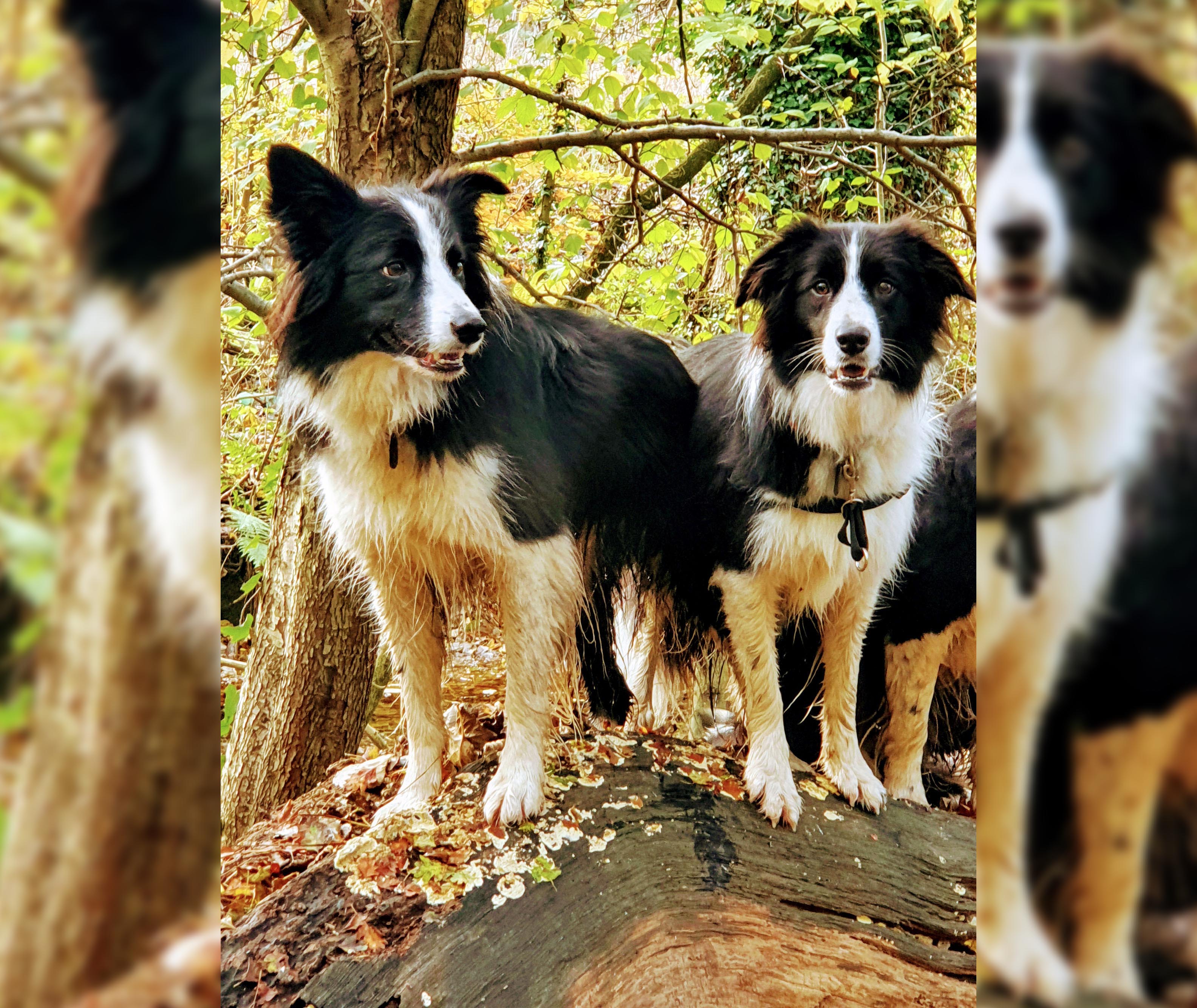 2 Border Collies Sent to ICU After Eating Moldy Waste Left on the Ground, Saved by Vets