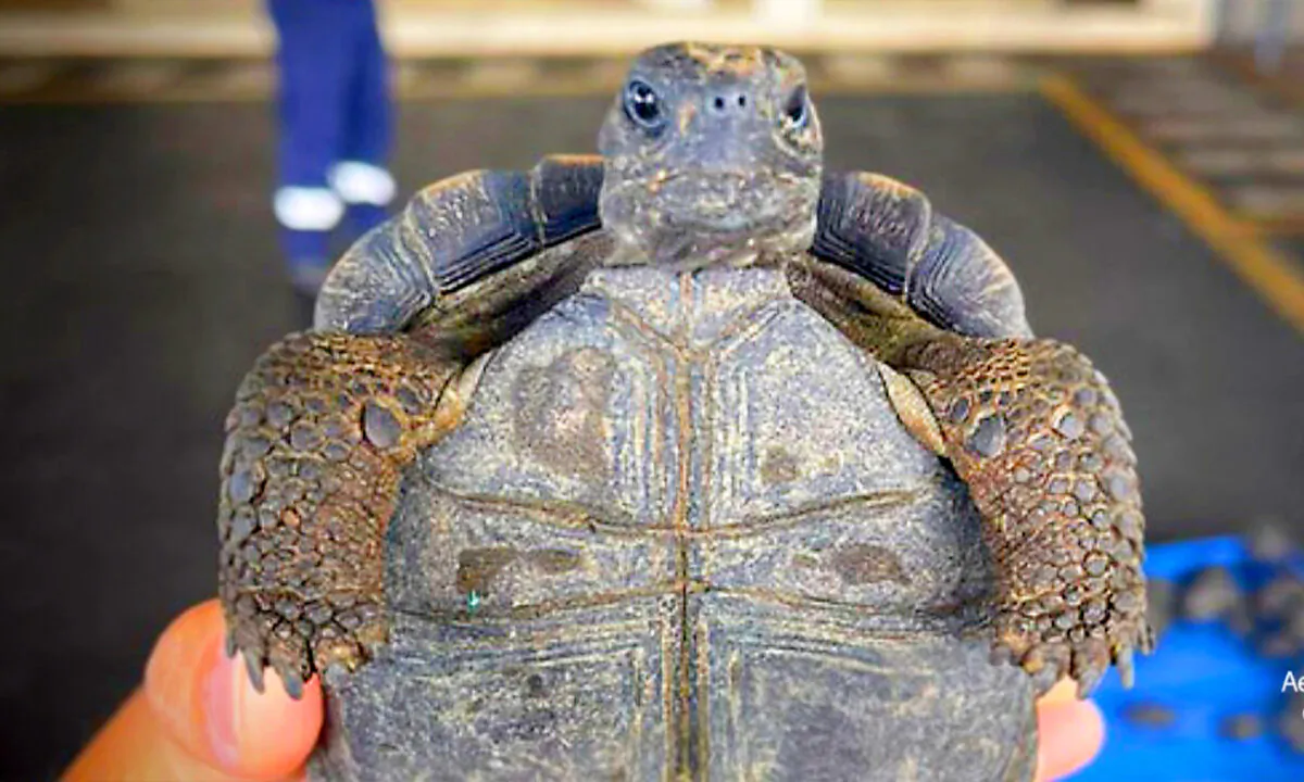 (Courtesy of Galapagos Ecological Airport)