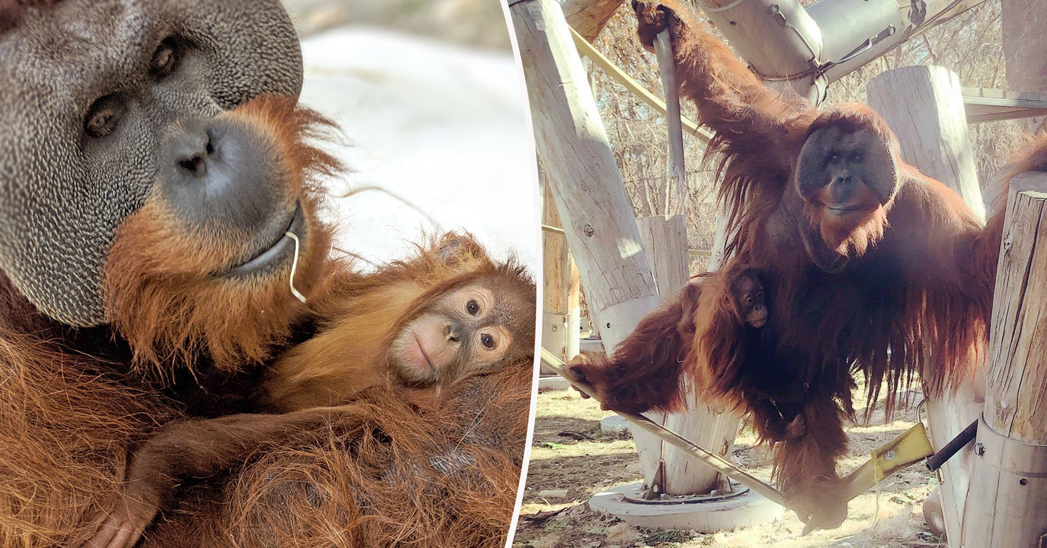 'Extremely Rare': Male Orangutan Steps Up to Care for Daughter, 2, After Mom's Sudden Death - Vimarsana News