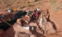 Fossils of Oldest Member of Huge Dinosaur Group Found in Argentina