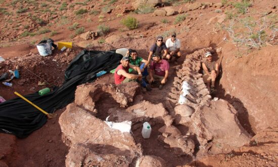 Fossils of Oldest Member of Huge Dinosaur Group Found in Argentina