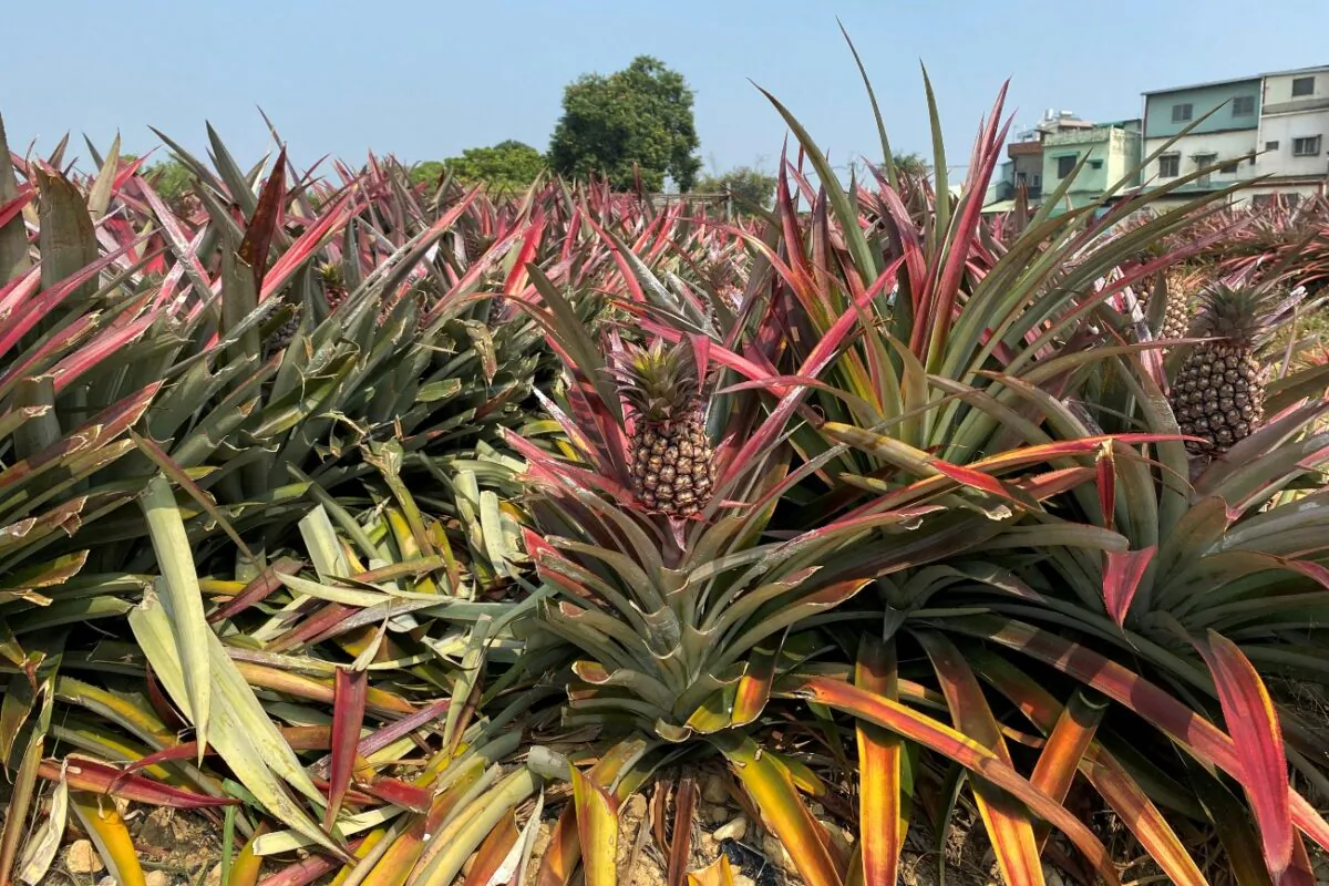 Pineapples grow in a field in Kaohsiung, Taiwan, on Feb. 27, 2021. (Ben Blanchard/File Photo/Reuters)
