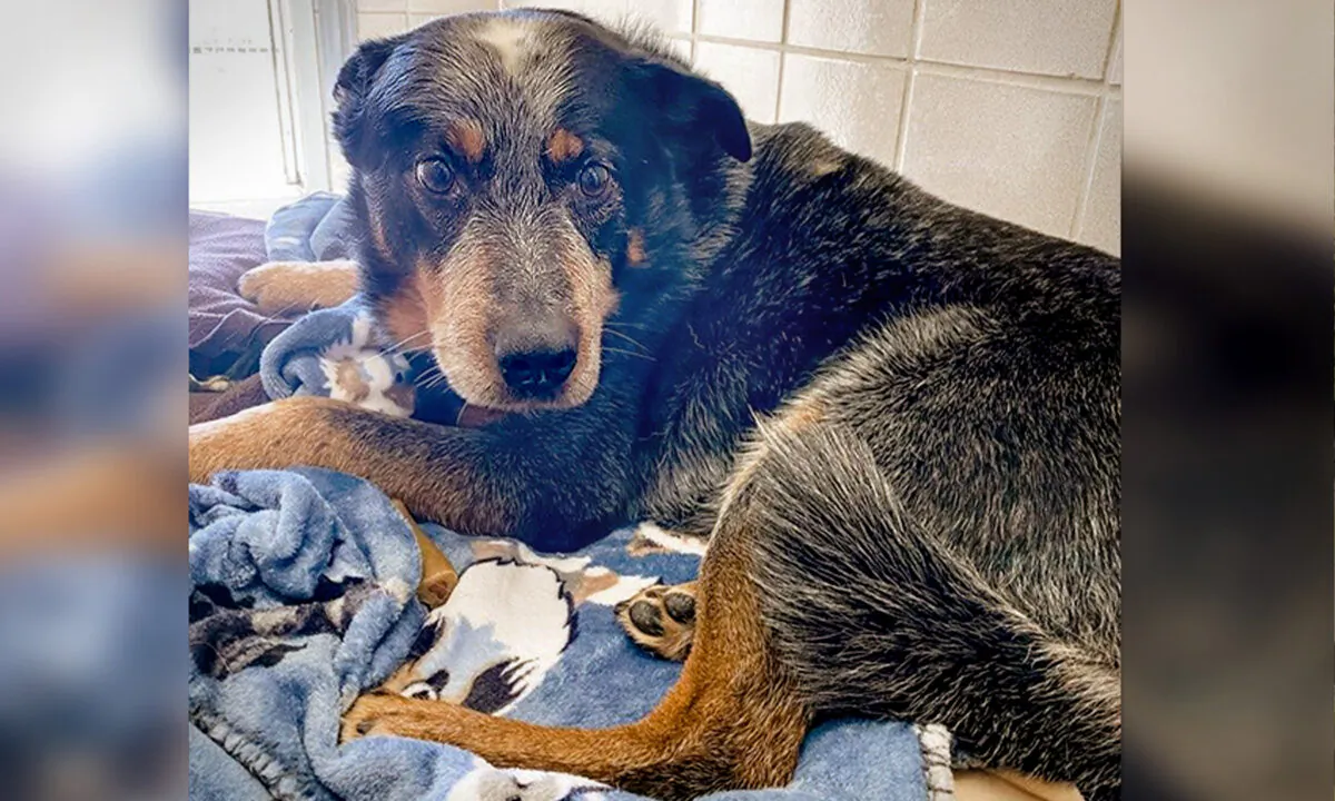 (Courtesy of Placer County Animal Services)