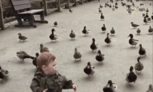 These Ducks Are Hilarious