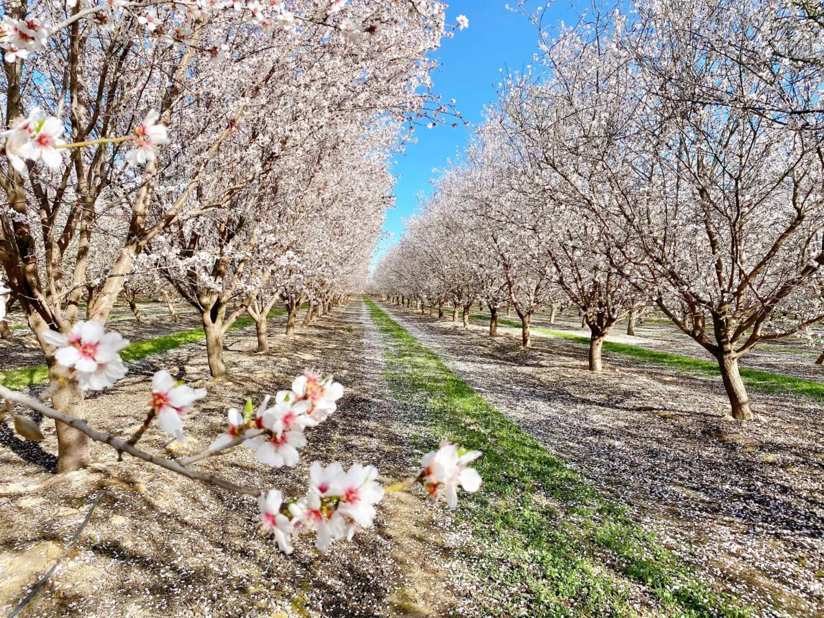 Rows of trees with white blossoms at the Fresno County Blossom Trail in Fresno, Calif., on Feb. 27, 2021. (Ilene Eng/The Epoch Times)
