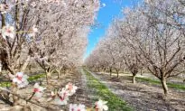 A Drive Through the Fresno County Blossom Trail