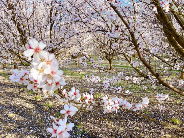 Epoch Times Photo