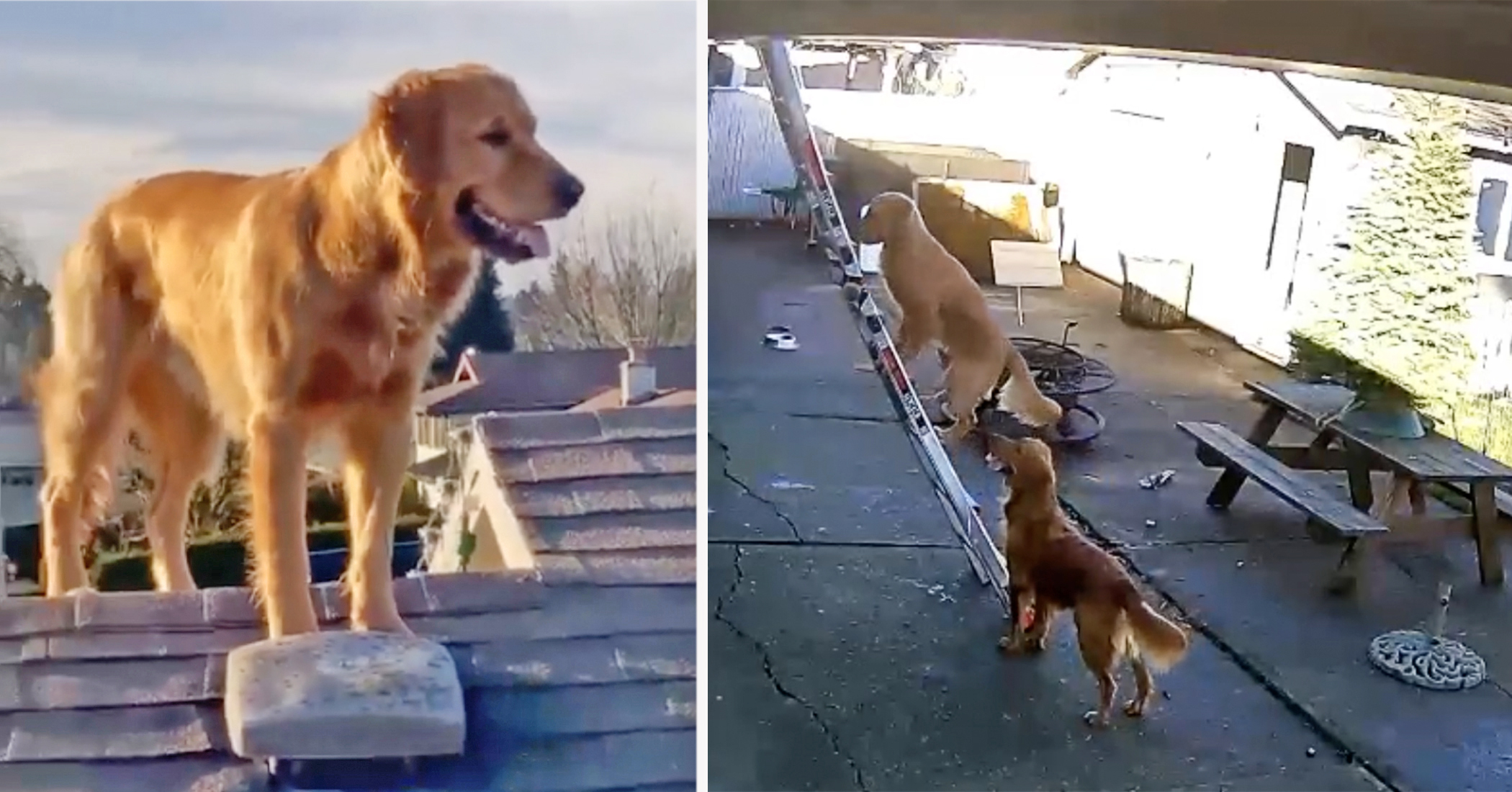 Dog Goes Viral After Security Camera Catches Him Climbing Steep Ladder ... - Confined Dog Climbing In Apartments