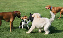New Dog Log to Make Owners More Responsible in Australia’s Capital