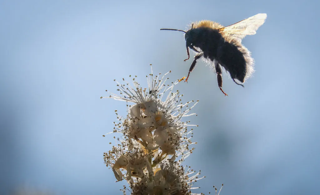 A bumblebee draws nectar from the flowers of a Sorbaria sorbifolia bush. (Yuri Kadobnov / AFP via Getty Images)