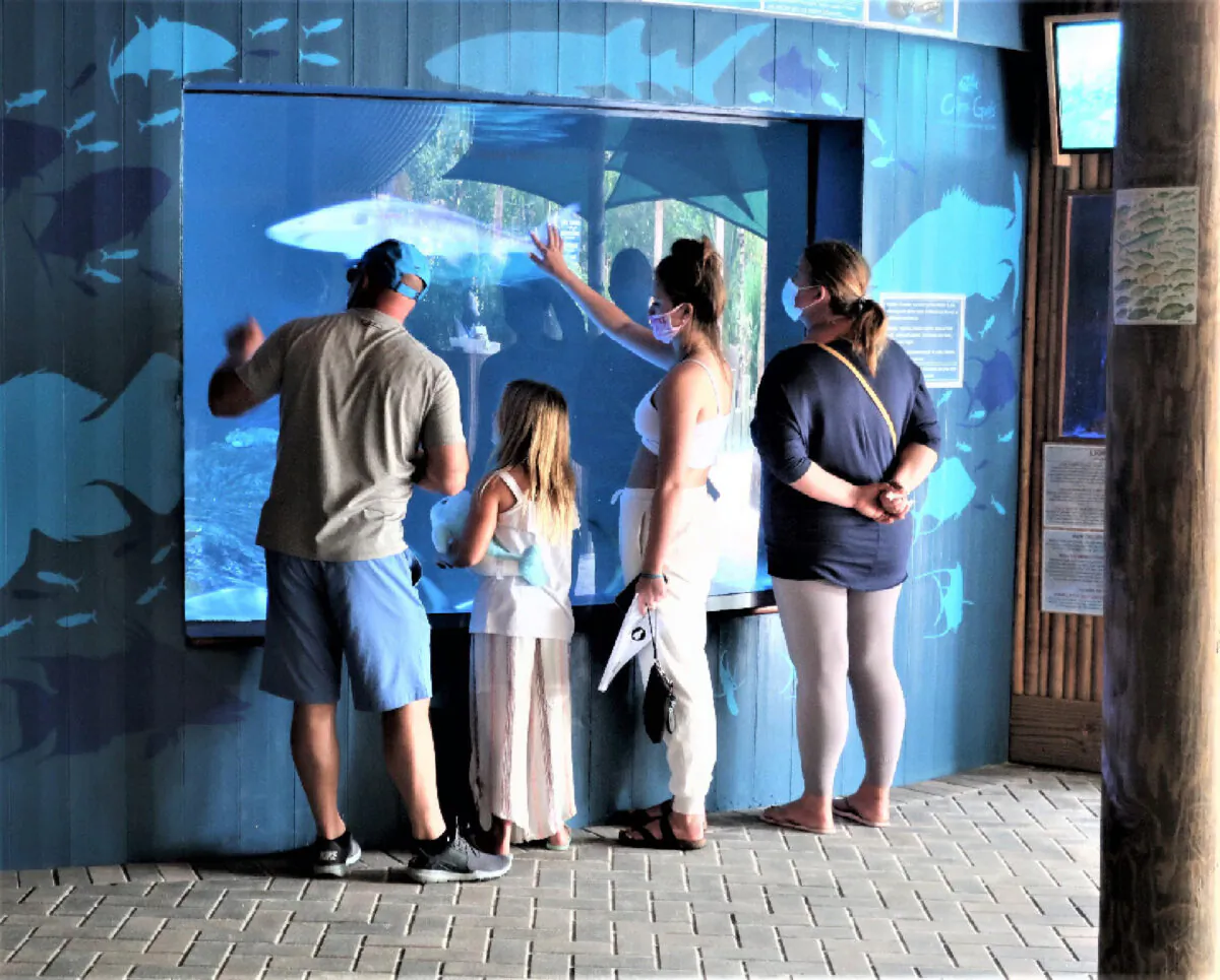 Visitors to Aquarium Encounters in Marathon, Fla., carefully feed the sharks. (Courtesy of Victor Block)