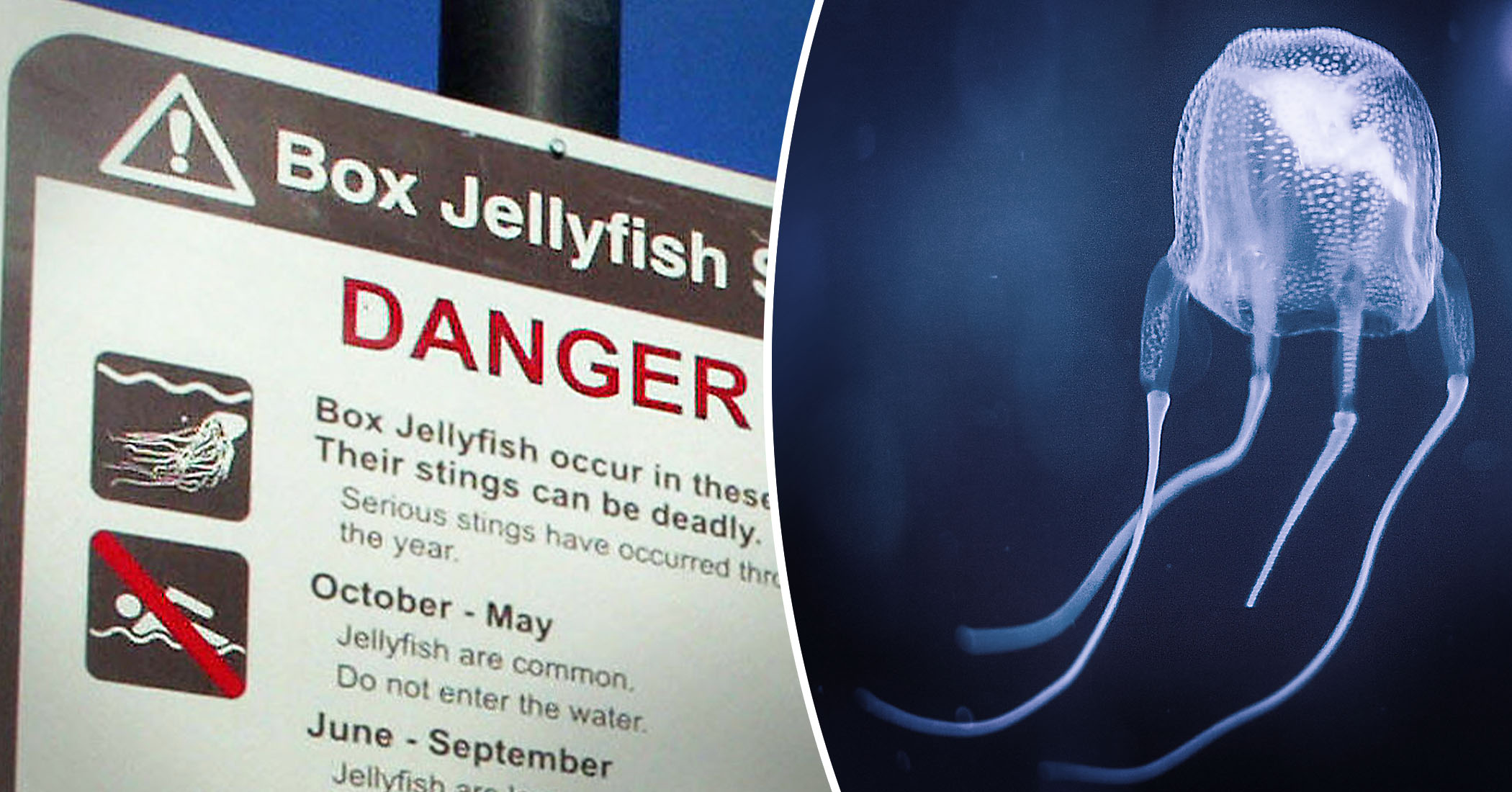 Aussie Teen Dies From Box Jellyfish Sting Off Coast of Queensland