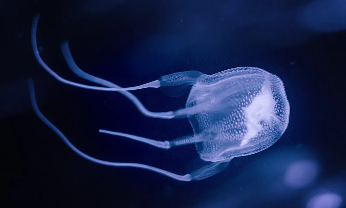 Aussie Teen Dies From Box Jellyfish Sting Off Coast of Queensland