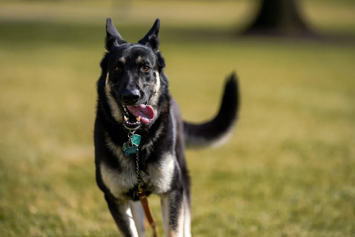 Major, one of the family dogs of President Joe Biden and First Lady Jill Biden, explores the South Lawn after on his arrival from Delaware at the White House in Washington on Jan. 24, 2021. (Adam Schultz/White House via Reuters)