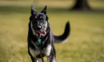 Biden’s Dog Caused ‘Minor Injury’ at White House: Psaki