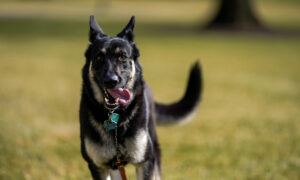 Press Secretary: Biden’s Dog Caused ‘Minor Injury,’ Will Return Soon