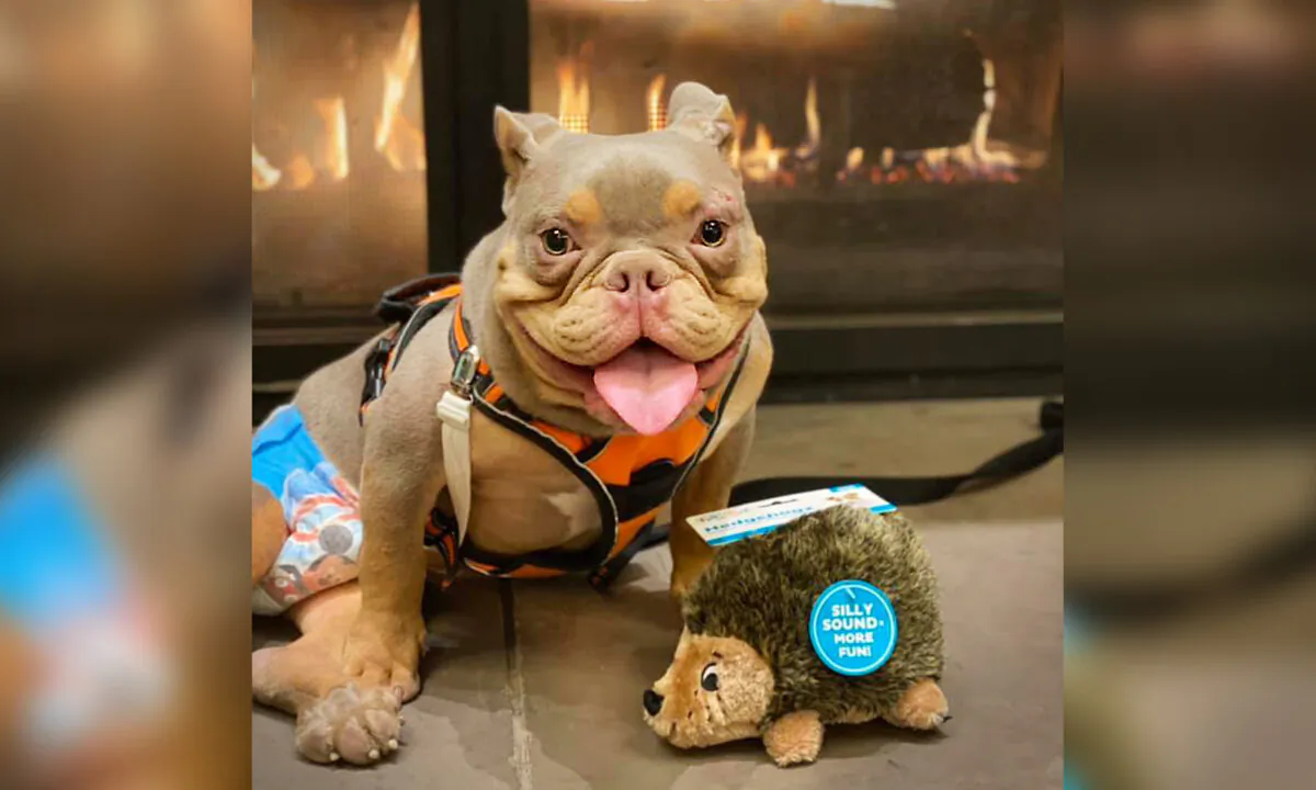 (Courtesy of Peaches Bully Rescue)