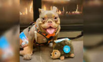 Incontinent Puppy With Spina Bifida, Stood Up by Potential Adopters, Finds Perfect Fur-Ever Family