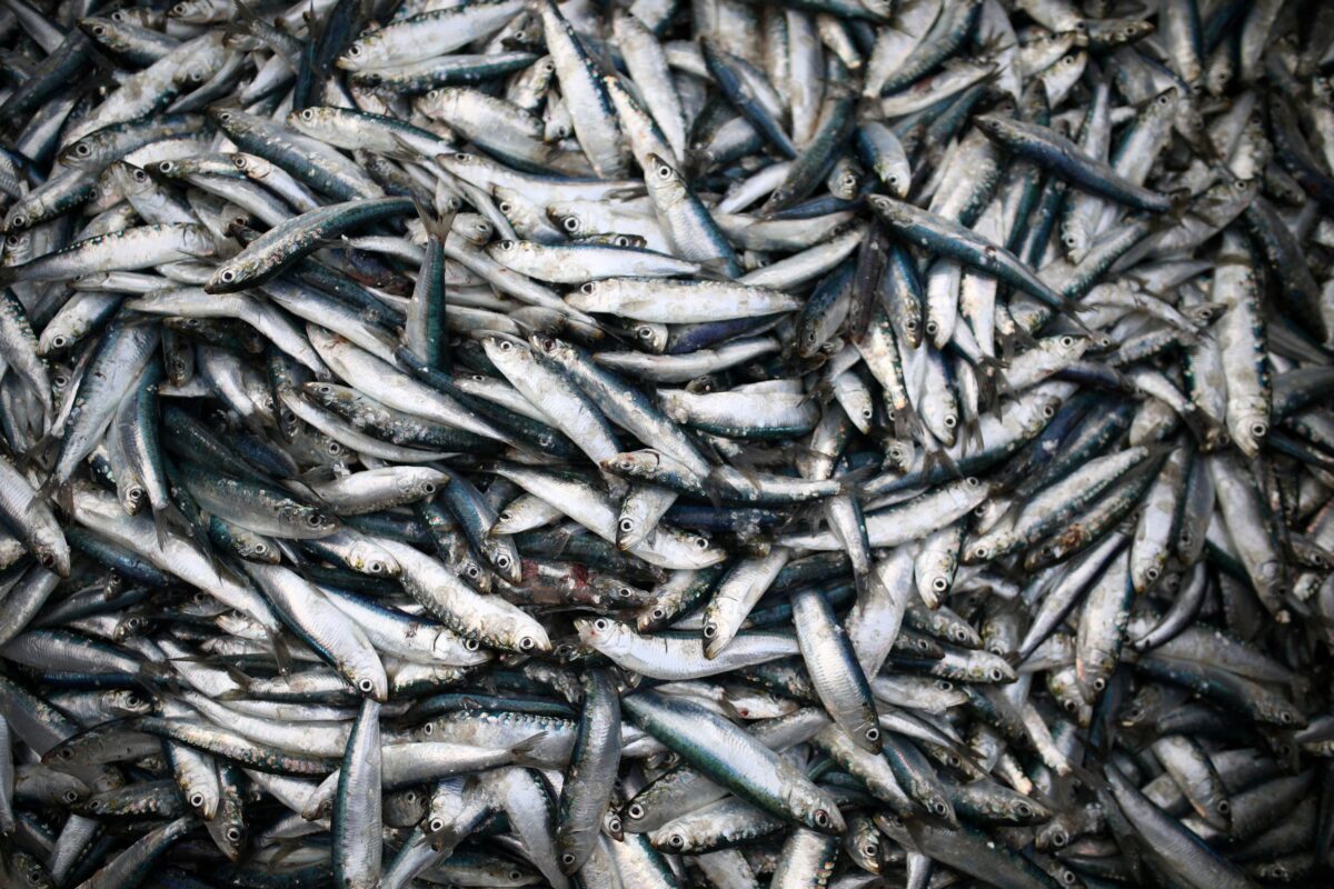 Sardines are landed at Newlyn Harbour, which will see significant impact to the fishing industry as a result of the Brexit deal due to be implemented in the New Year, in Newlyn