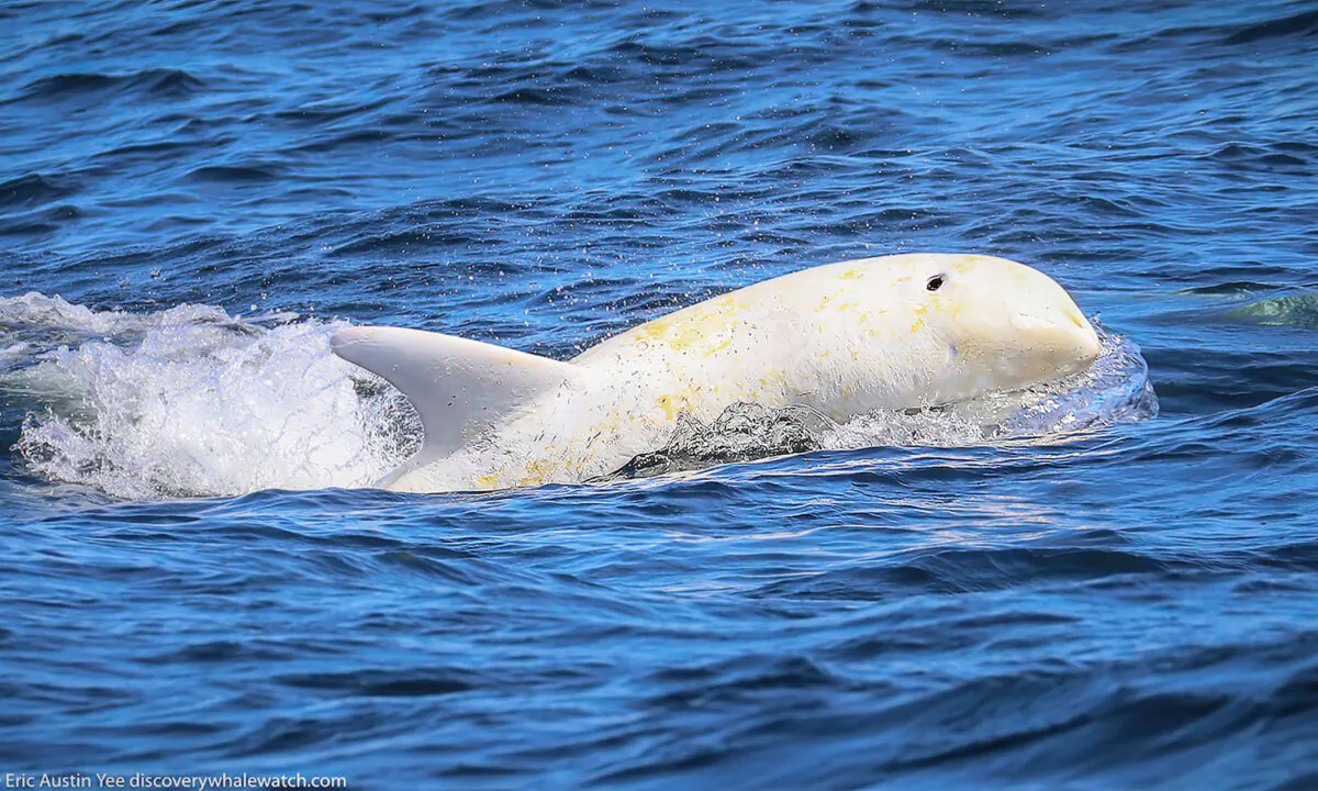 (Courtesy of Discovery Whale Watch)