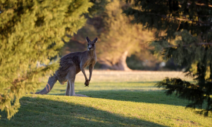 A Kangaroo jumps across a golf course in Canberra on October 28, 2019 in Canberra, Australia. (Tracey Nearmy/Getty Images)
