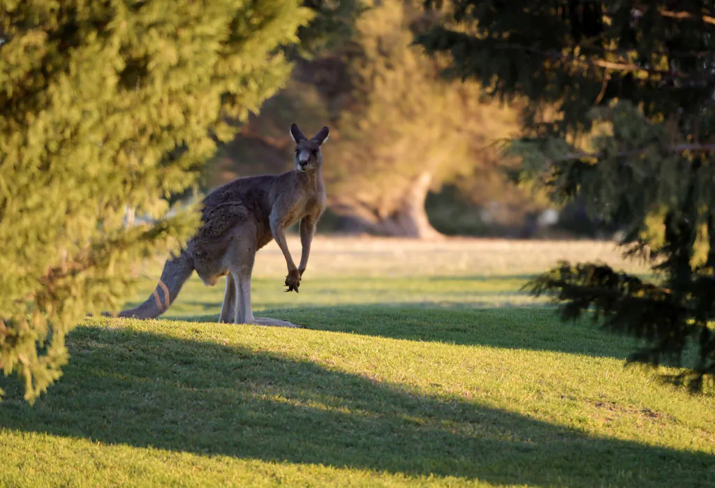 A Kangaroo jumps across a golf course in Canberra on October 28, 2019 in Canberra, Australia. (Tracey Nearmy/Getty Images)
