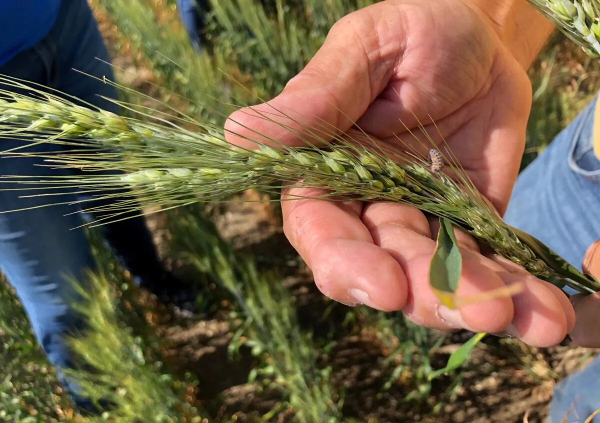 Spring wheat is inspected in central North Dakota, on July 25, 2018. (Julie Ingwersen/Reuters)