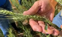 US White Wheat Growers Cash In as China Snaps Up Supplies