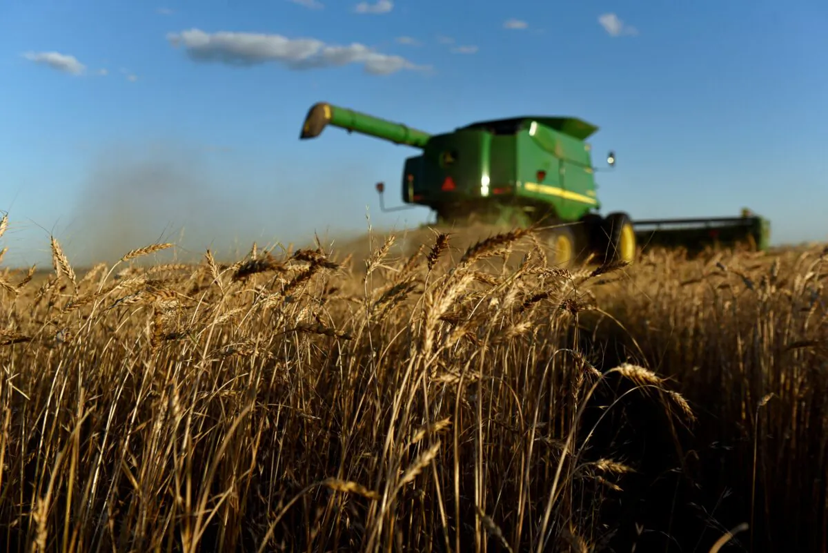 A combine harvests wheat in Corn, Oklahoma, on June 12, 2019. (Nick Oxford/Reuters, File Photo)