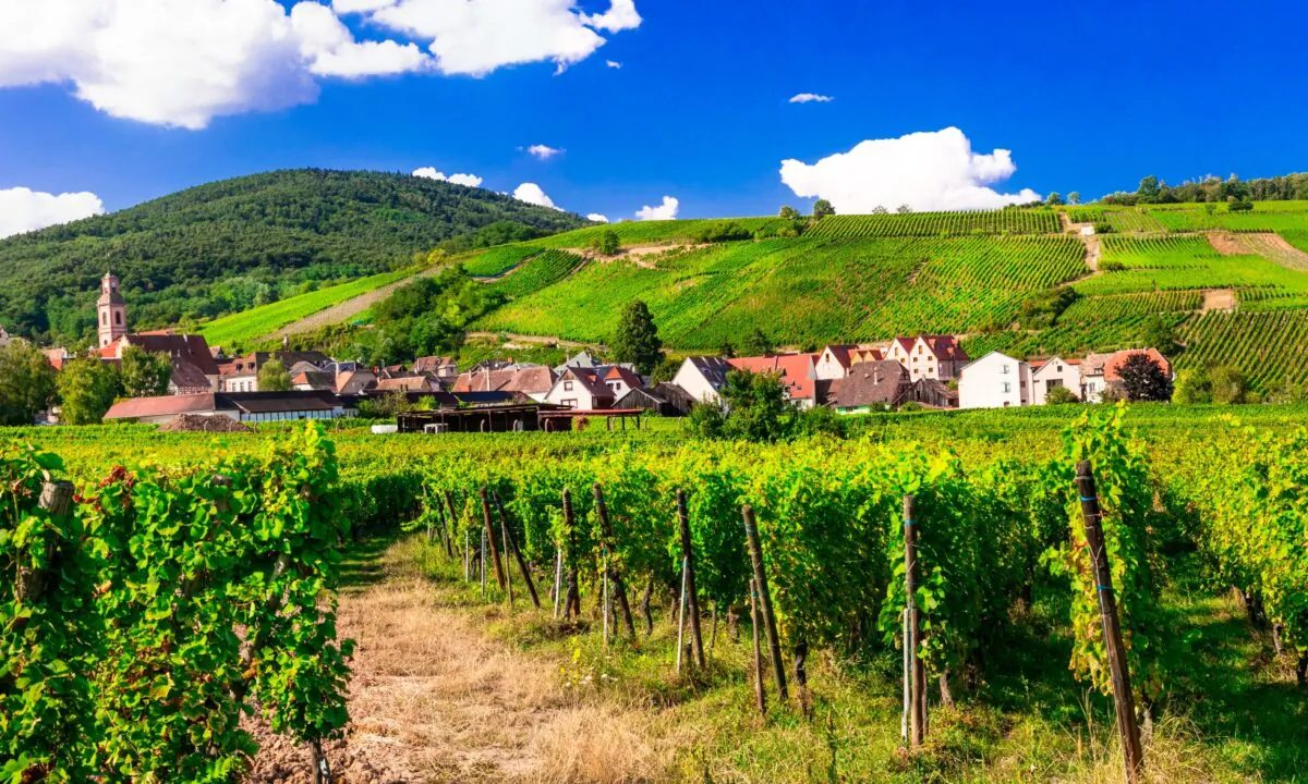 Alsace is one of France's finest wine-growing regions—and one of its least understood. (leoks/shutterstock)
