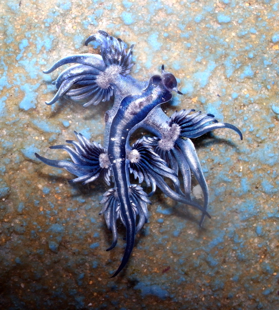 blue dragon mollusk