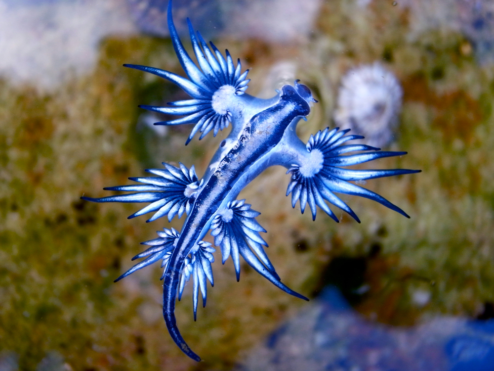 ‘Blue Dragon’ Sea Slugs May Look Pretty but Deliver Potent Sting